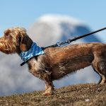 chien en laisse