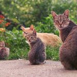 bavardages des chats