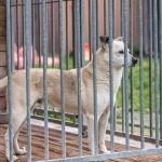 adoption d'un chien