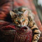 problèmes respiratoires chez les animaux