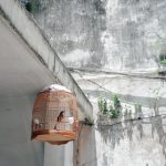 cage pour oiseau