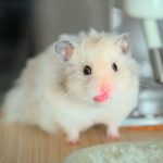 l'habitat parfait pour votre hamster