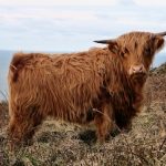 animaux omnivores