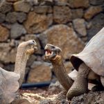 enclos pour tortue