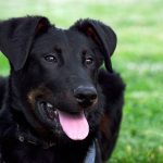 Les signes de vieillissement chez votre chien