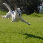 races de chiens actives