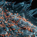 Microbiote intestinal