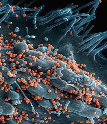 Microbiote intestinal