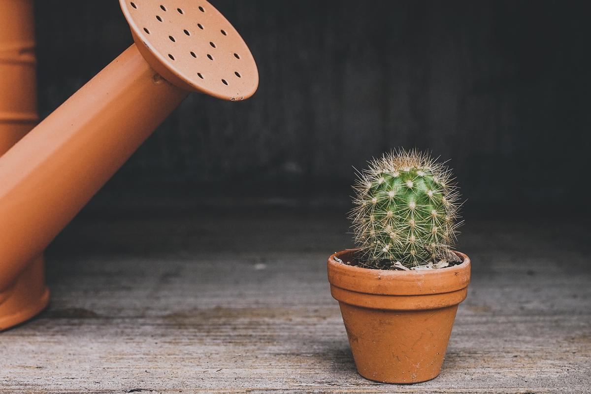 Arrosoir brun arrosant un cactus vert dans un pot terracotta Arrosoir brun arrosant un cactus vert dans un pot terracotta